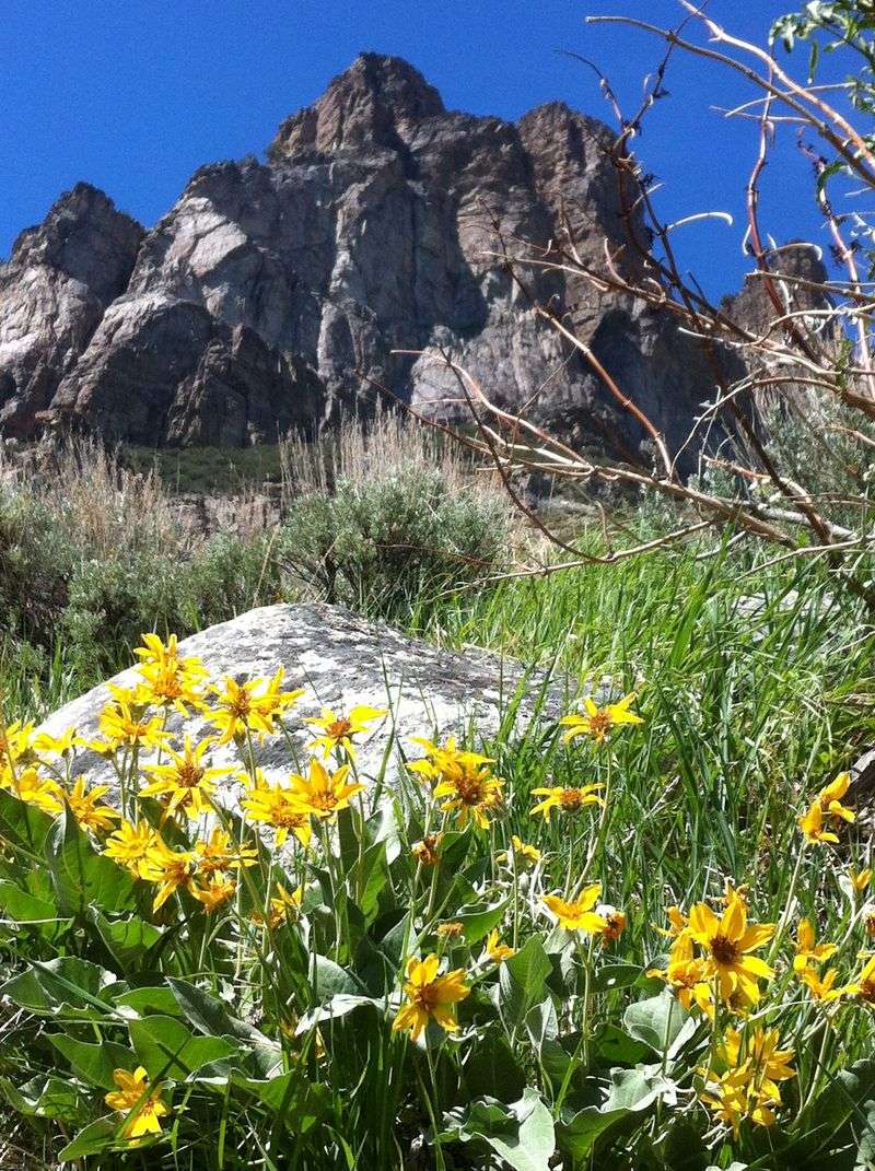 Nevada: Sagebrush