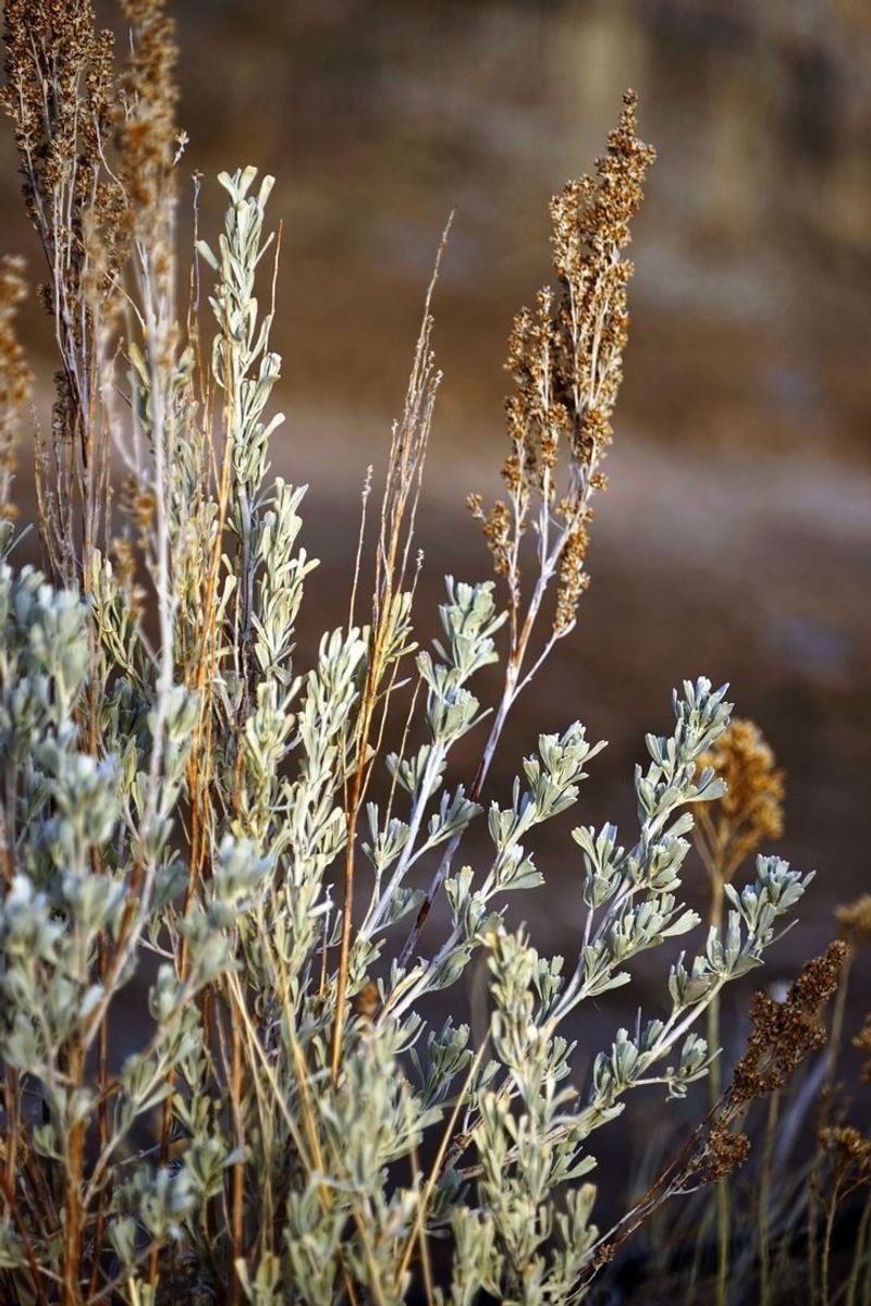 Nevada: Sagebrush