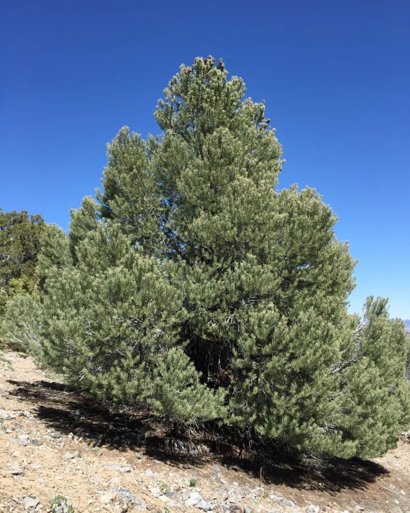 Nevada: Singleleaf Pinyon Pine