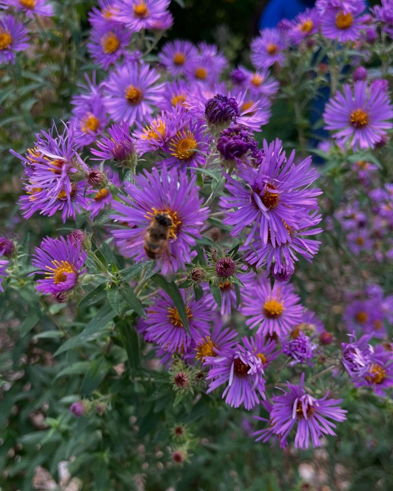 New England Aster