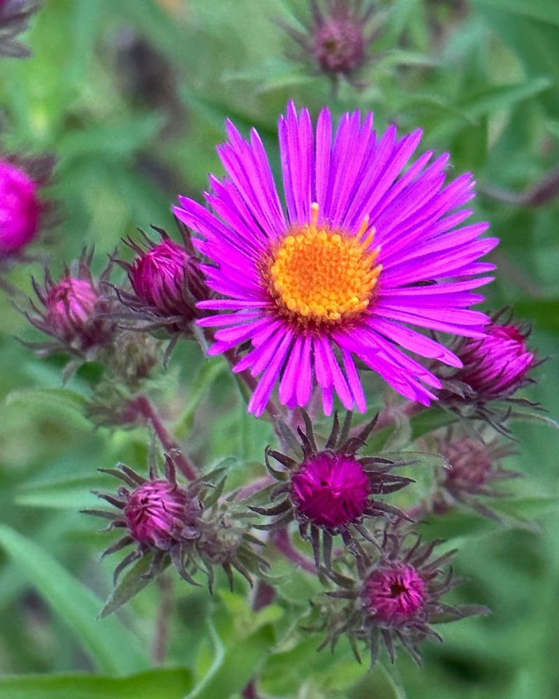 New England Aster