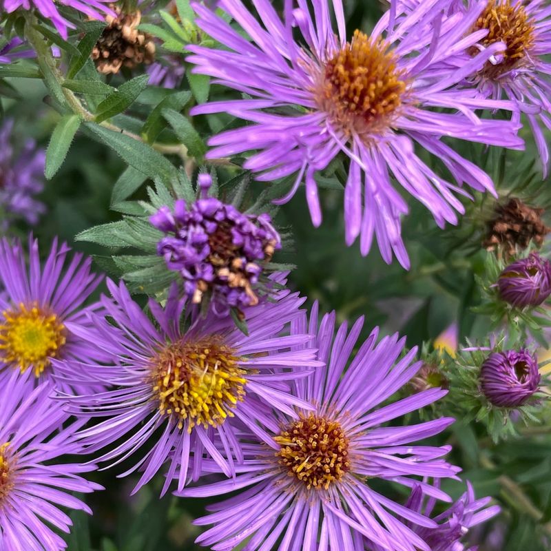 New England Aster (Symphyotrichum novae-angliae)