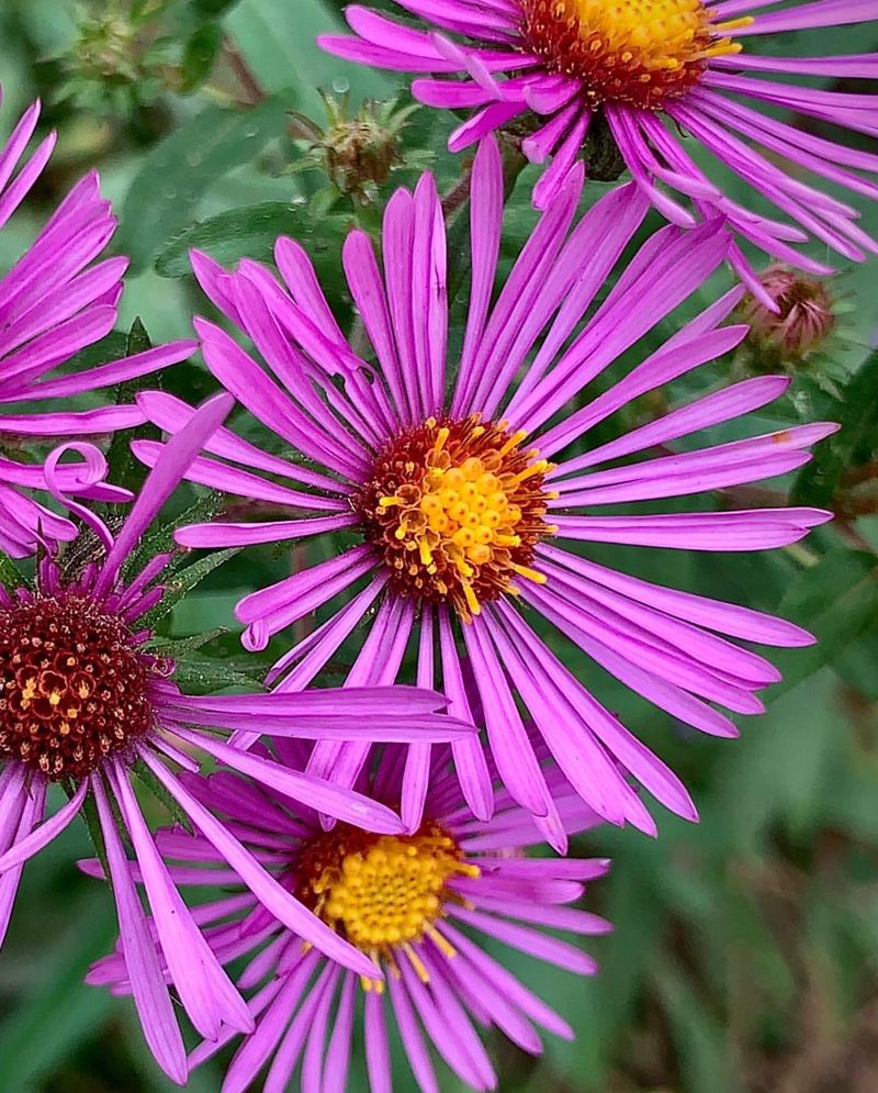 New England Aster