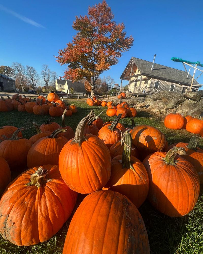 New Hampshire: Pumpkin