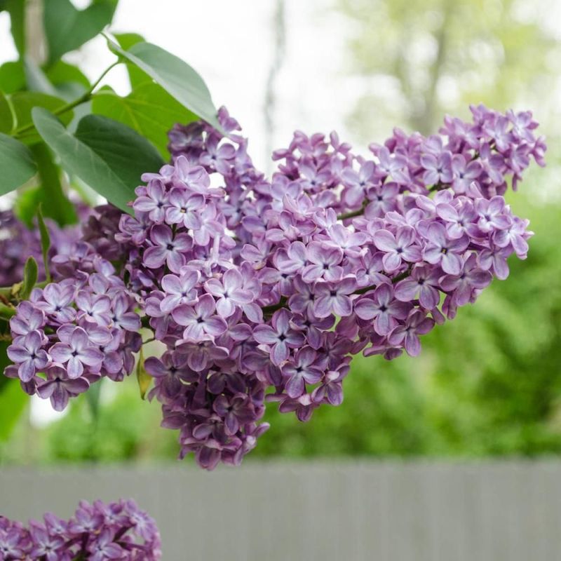 New Hampshire: Purple Lilac