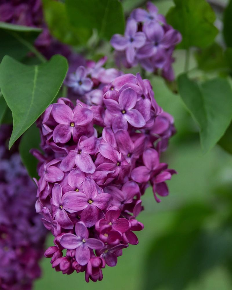 New Hampshire - Purple Lilac