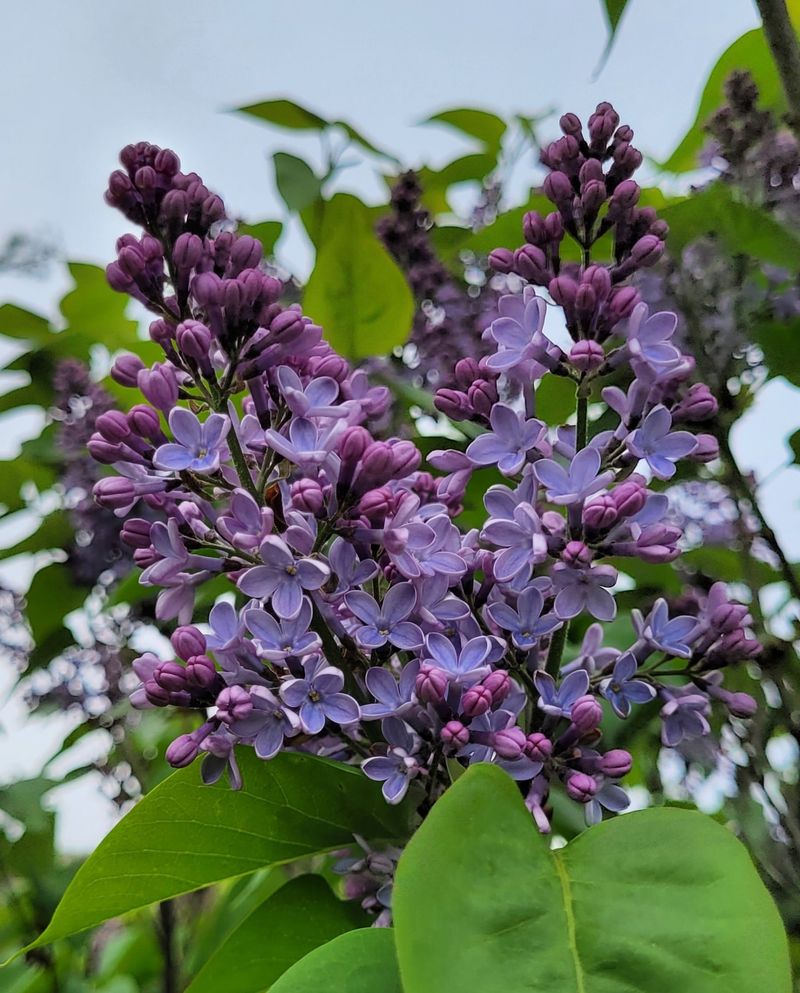 New Hampshire - Purple Lilac