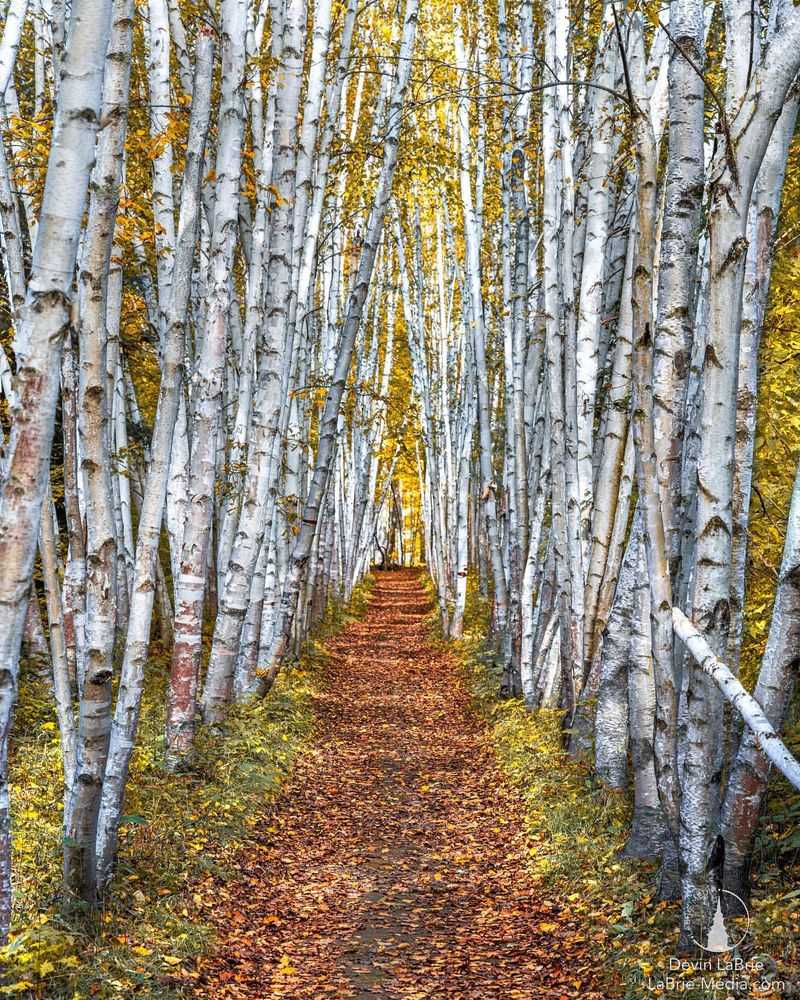 New Hampshire: White Birch