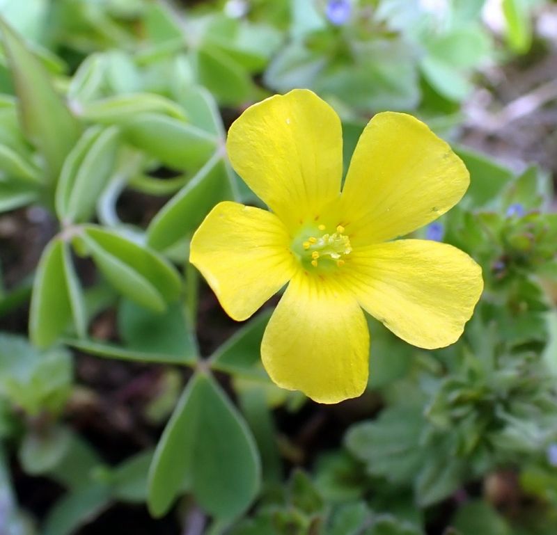 New Hampshire: Wood Sorrel