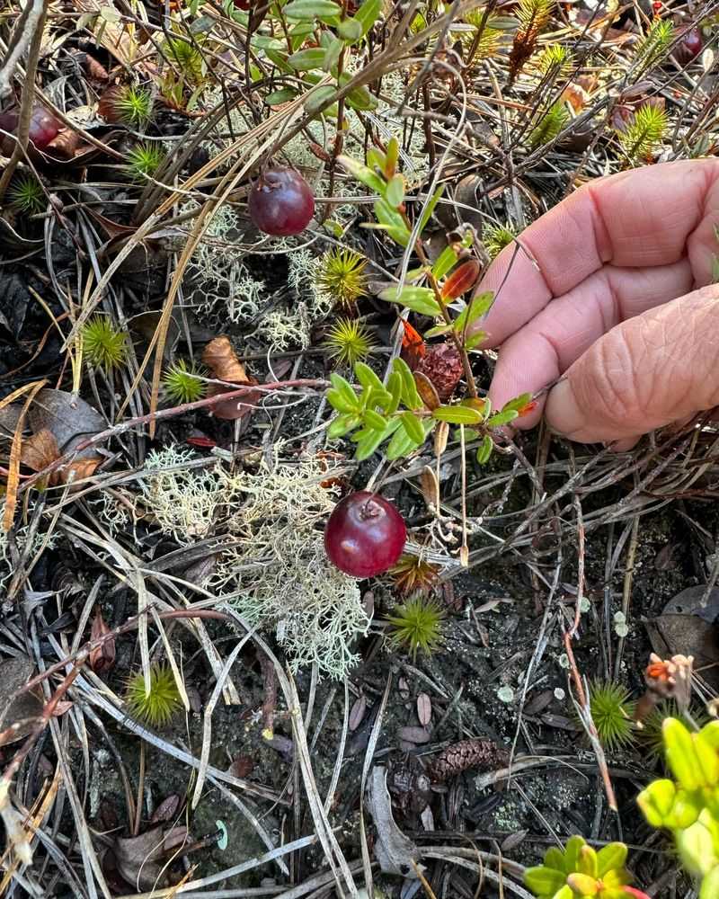 New Jersey: Cranberry