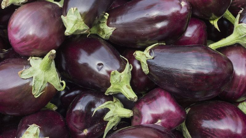 New Jersey: Eggplant