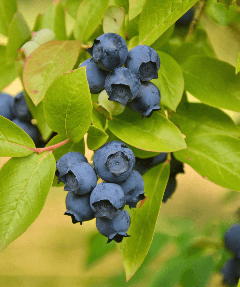 New Jersey: Northern Highbush Blueberry