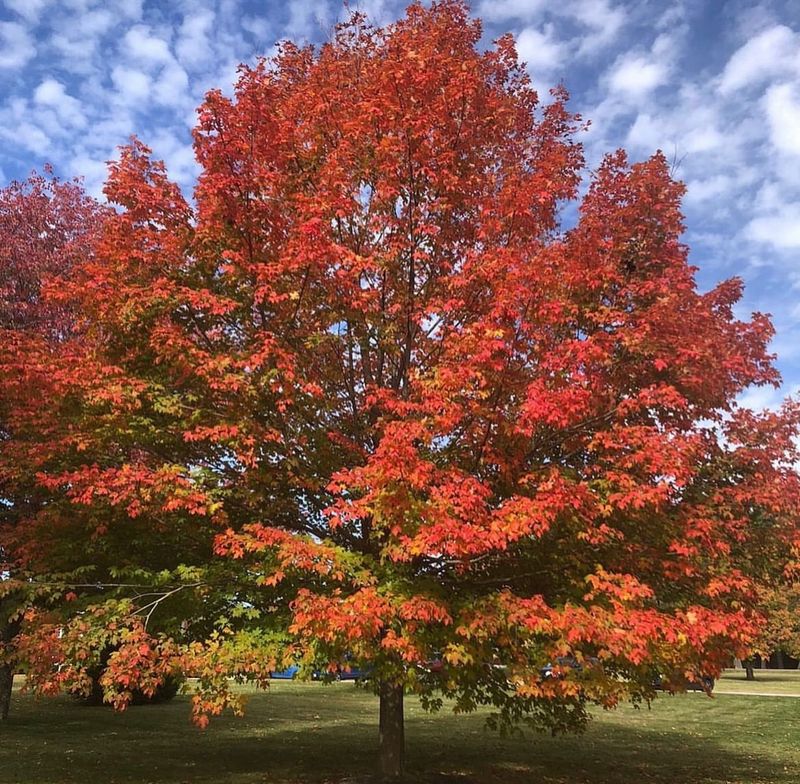 New Jersey: Northern Red Oak