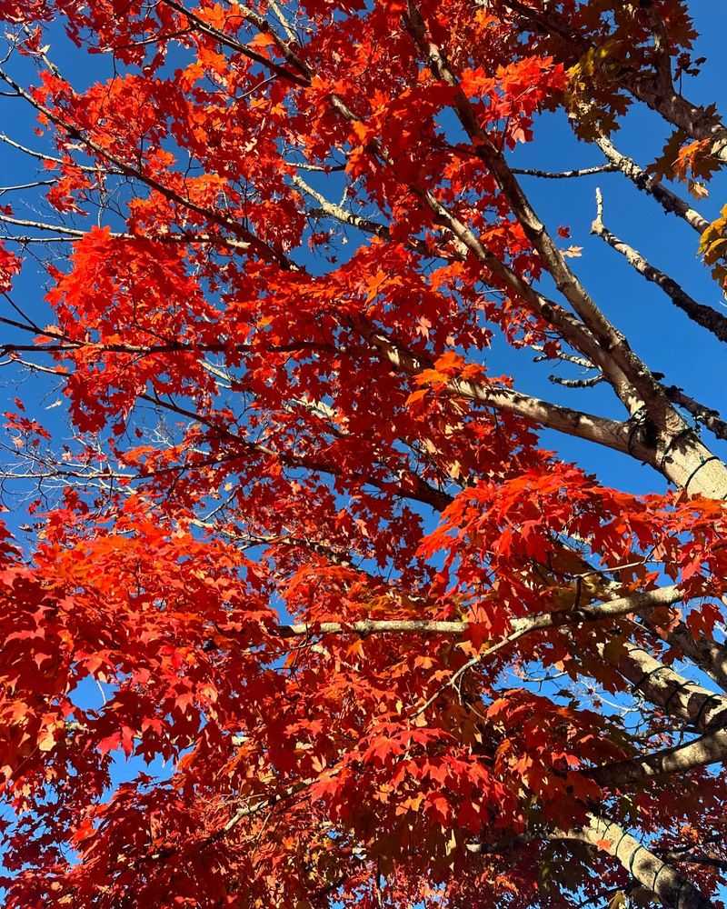 New Jersey - Northern Red Oak