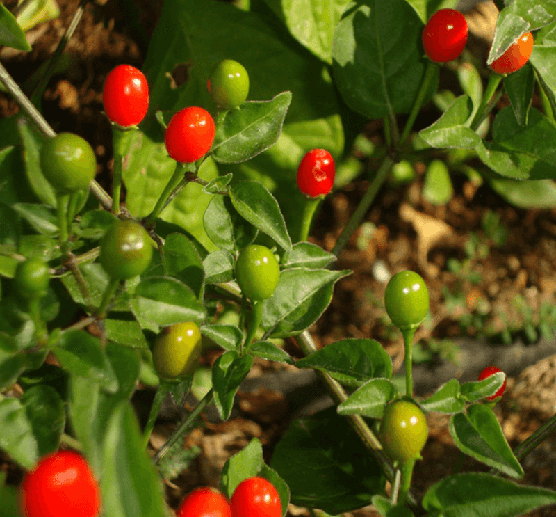 New Mexico's Chiltepin