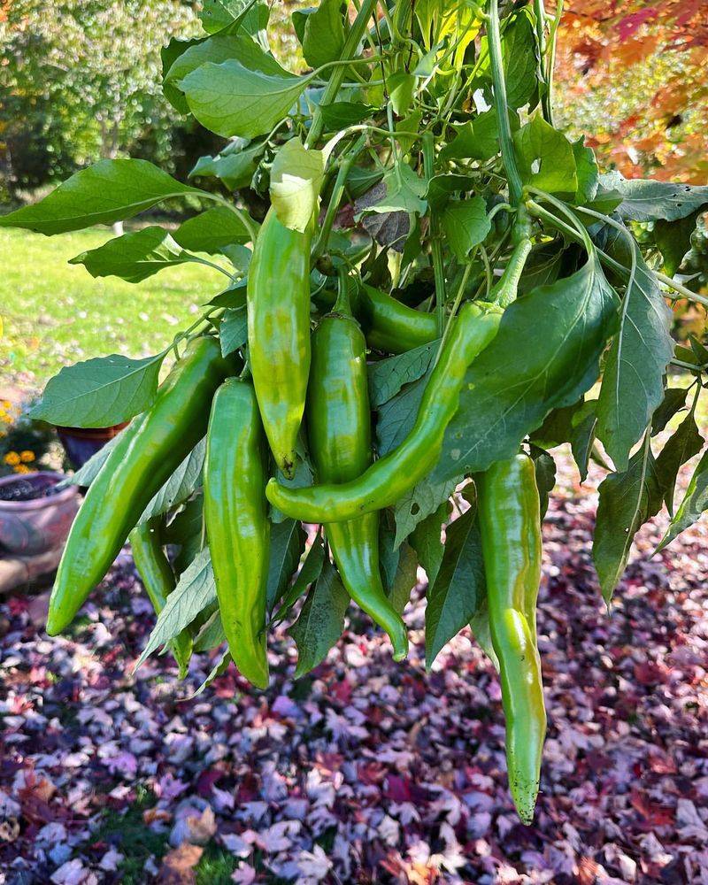 New Mexico: Chile Pepper