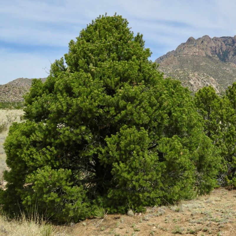 New Mexico: Piñon Pine