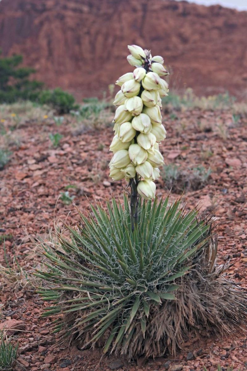 New Mexico: Yucca