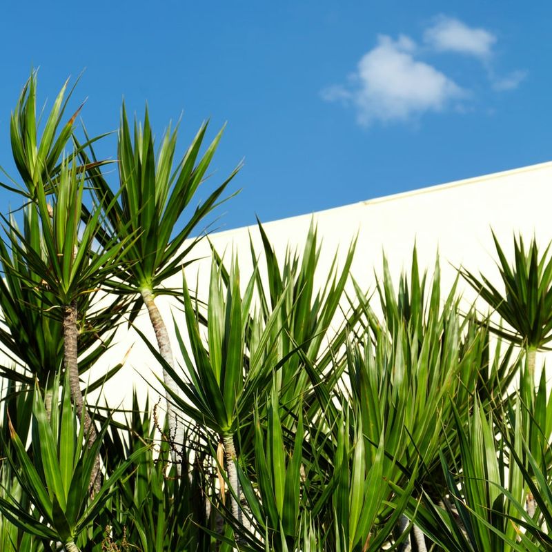 New Mexico - Yucca