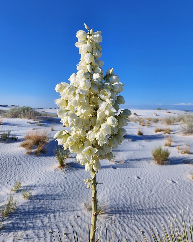 New Mexico: Yucca Flower