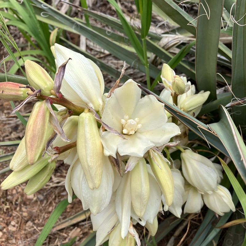 New Mexico - Yucca Flower