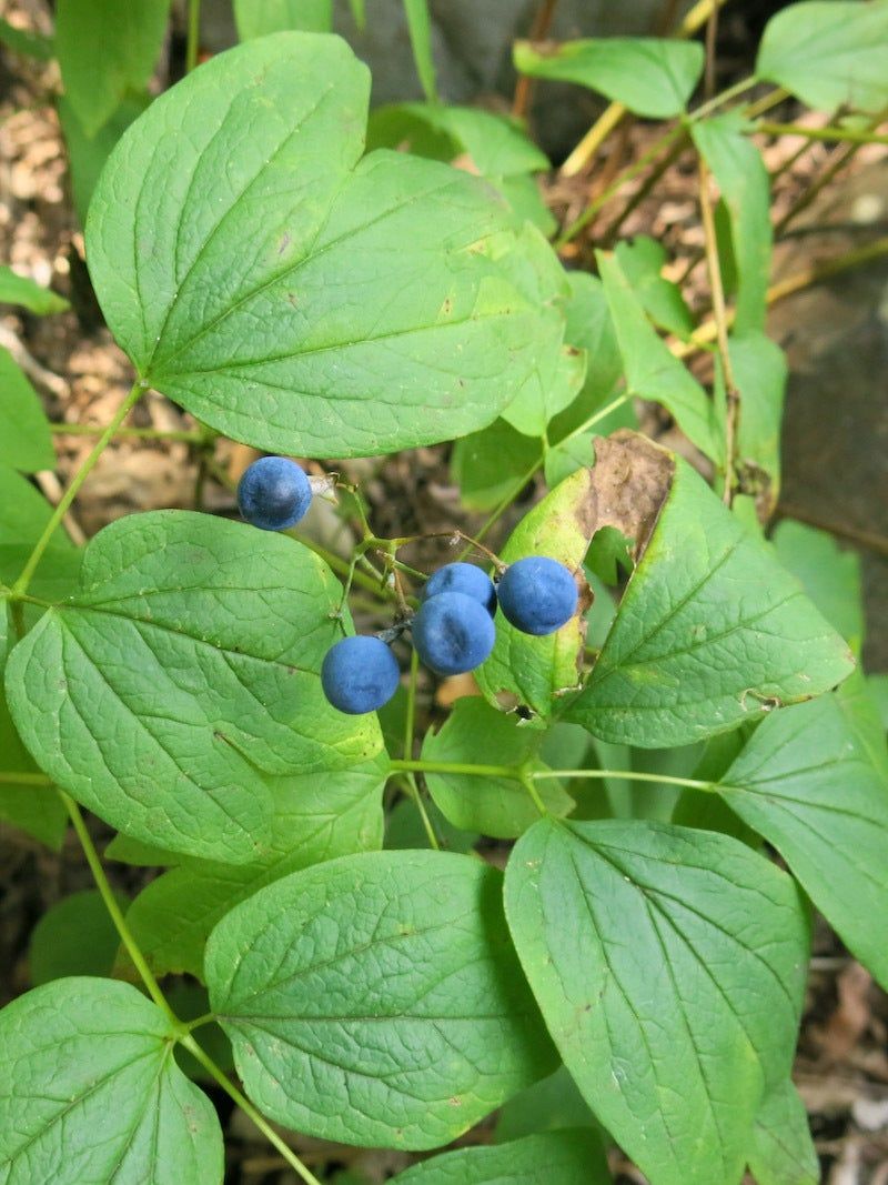 New York: Blue Cohosh