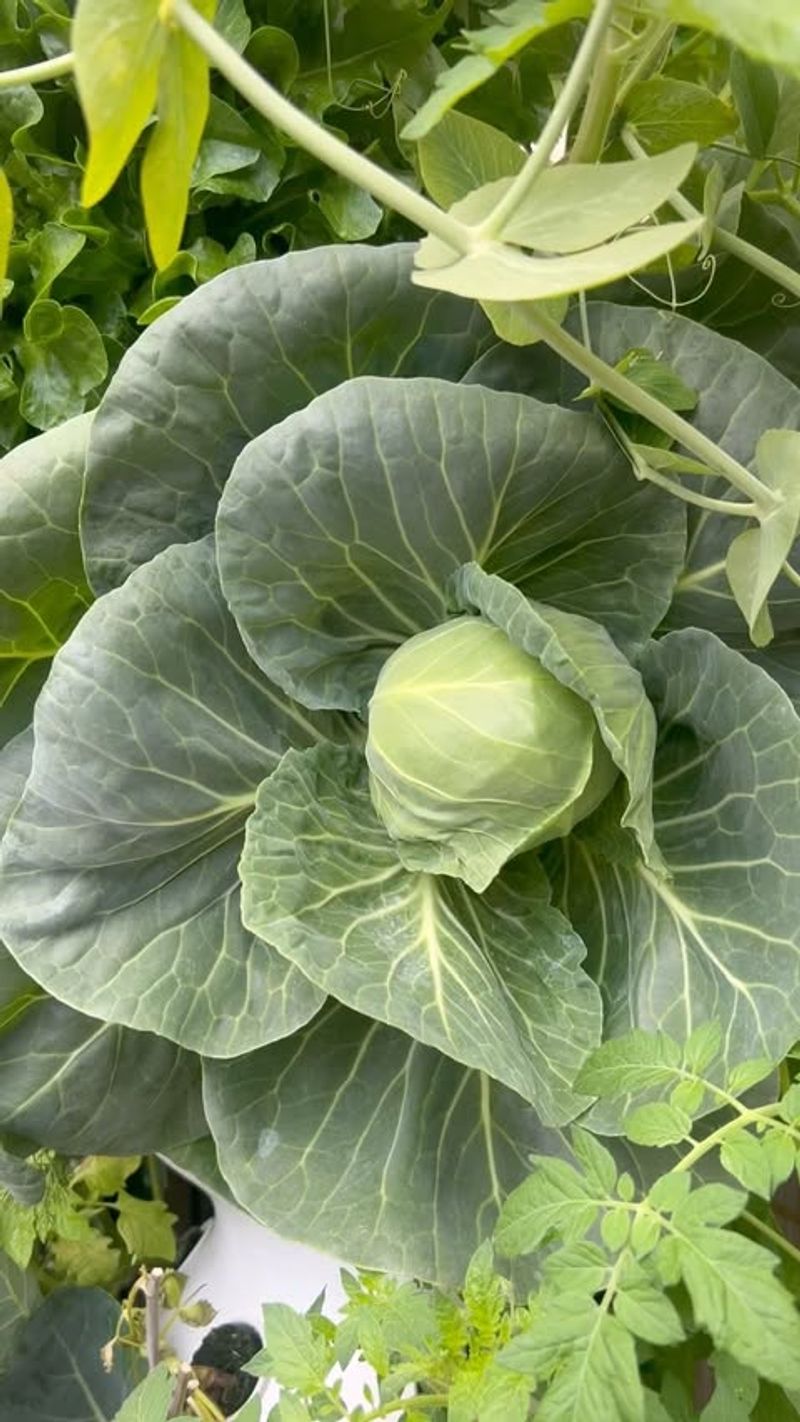 New York: Cabbage