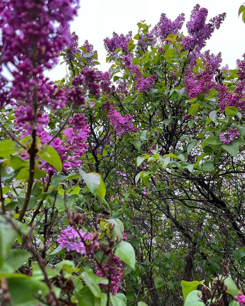 New York - Lilac