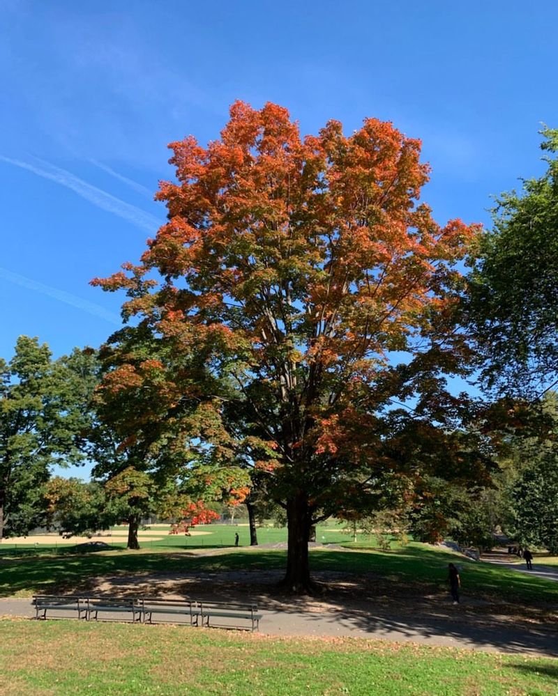 New York: Sugar Maple