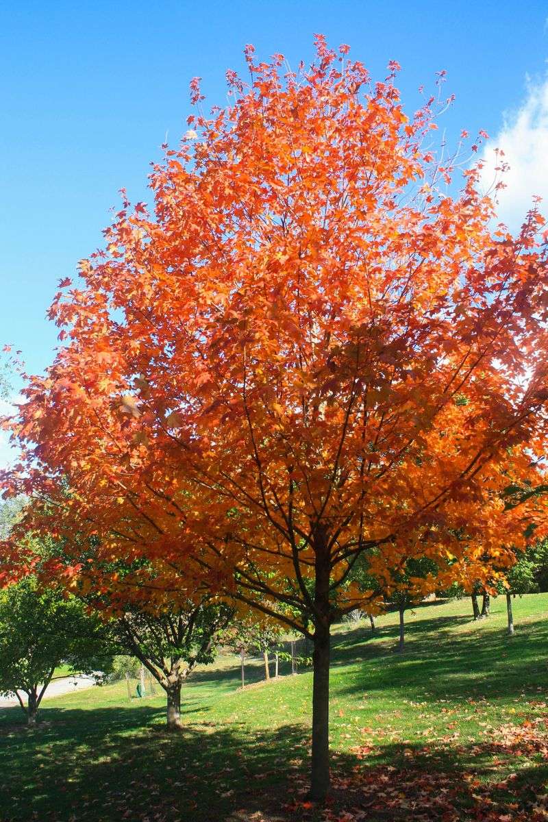 New York - Sugar Maple