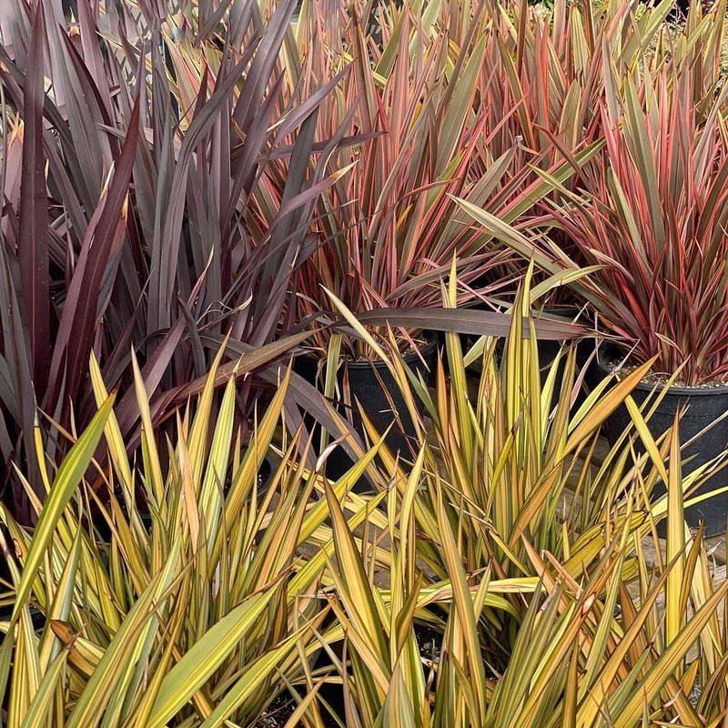 New Zealand Flax