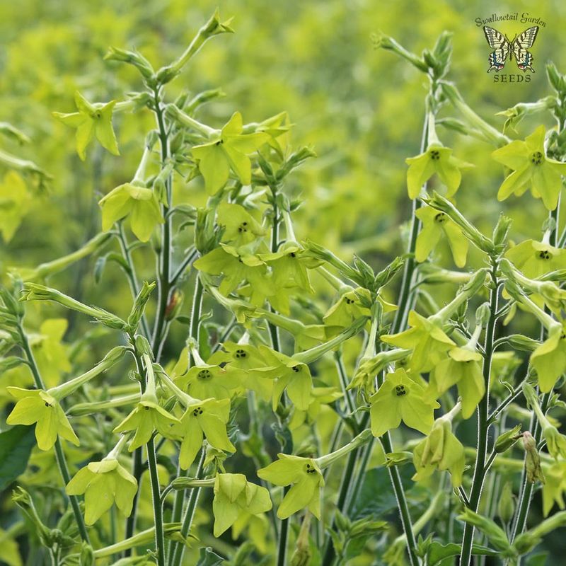 Nicotiana