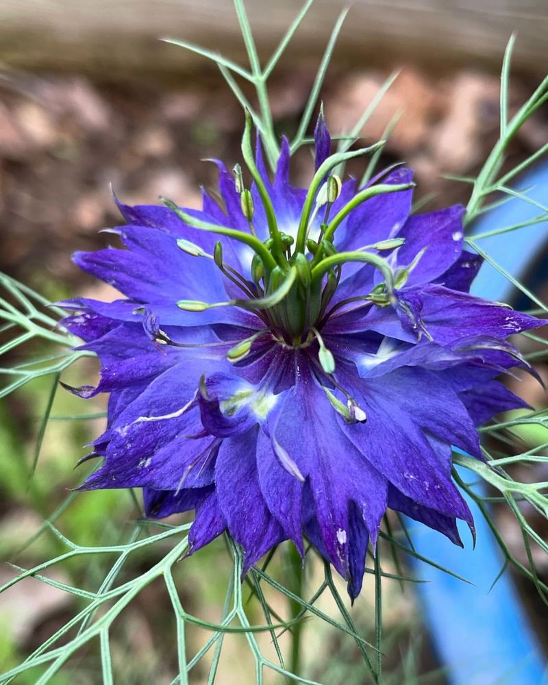 Nigella