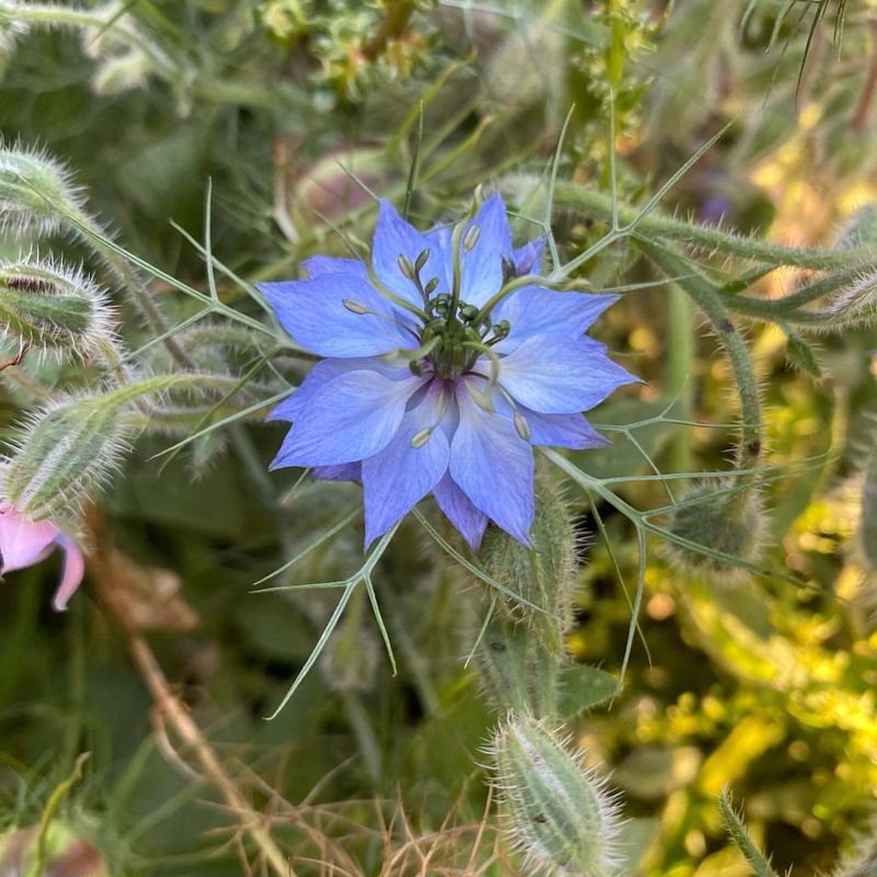 Nigella