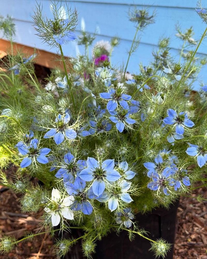 Nigella