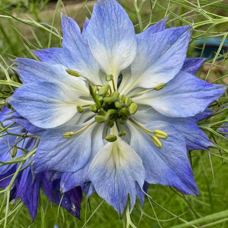 Nigella (Love-in-a-Mist)