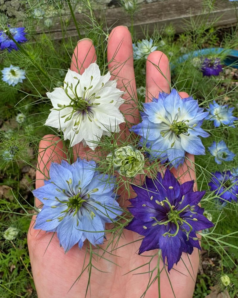 Nigella (Love-in-a-Mist)