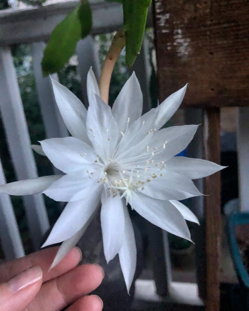 Night Blooming Cereus