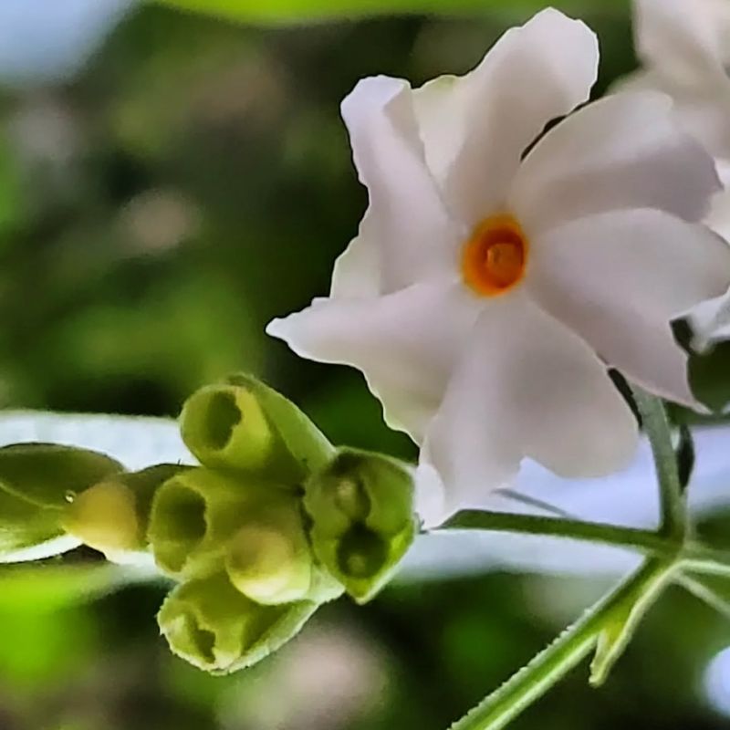 Night-Blooming Jasmine