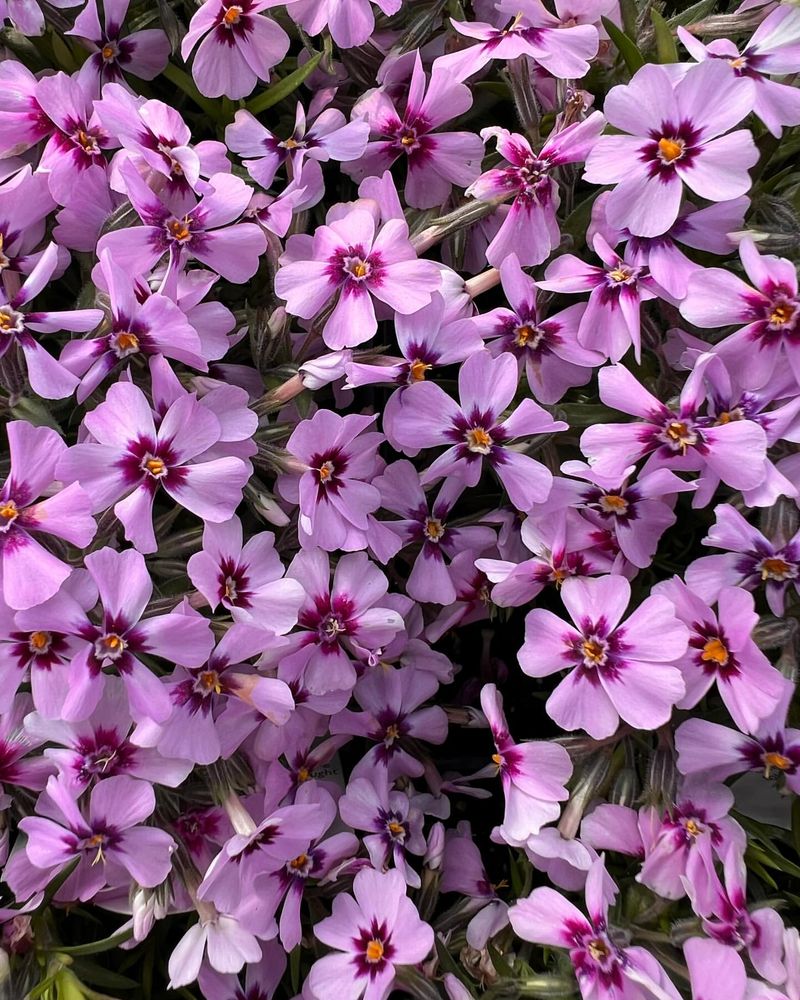 Night Phlox