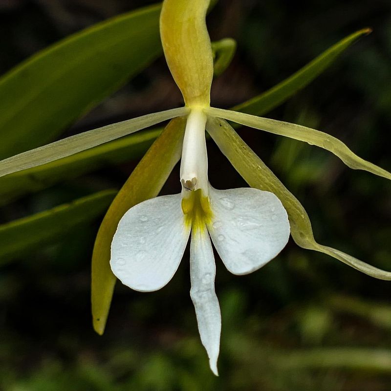 Night Scented Orchid