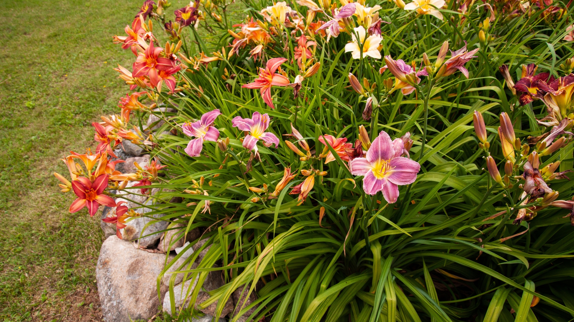 A variety of colorful and vibrant Daylilies, Hemerocallis in a lush garden in Estonian countryside, Europe.