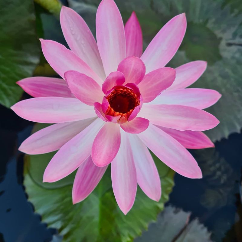 Nocturnal Water Lily