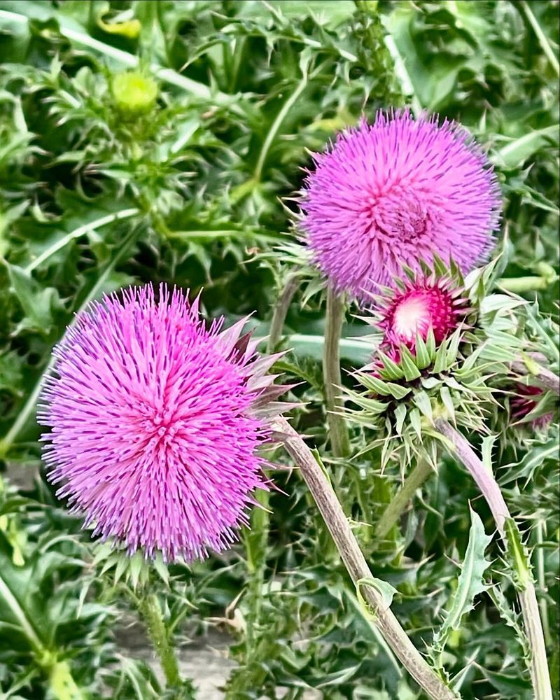 Nodding Thistle