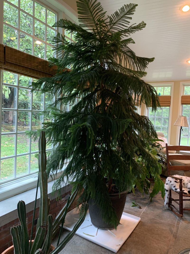 Norfolk Island Pine