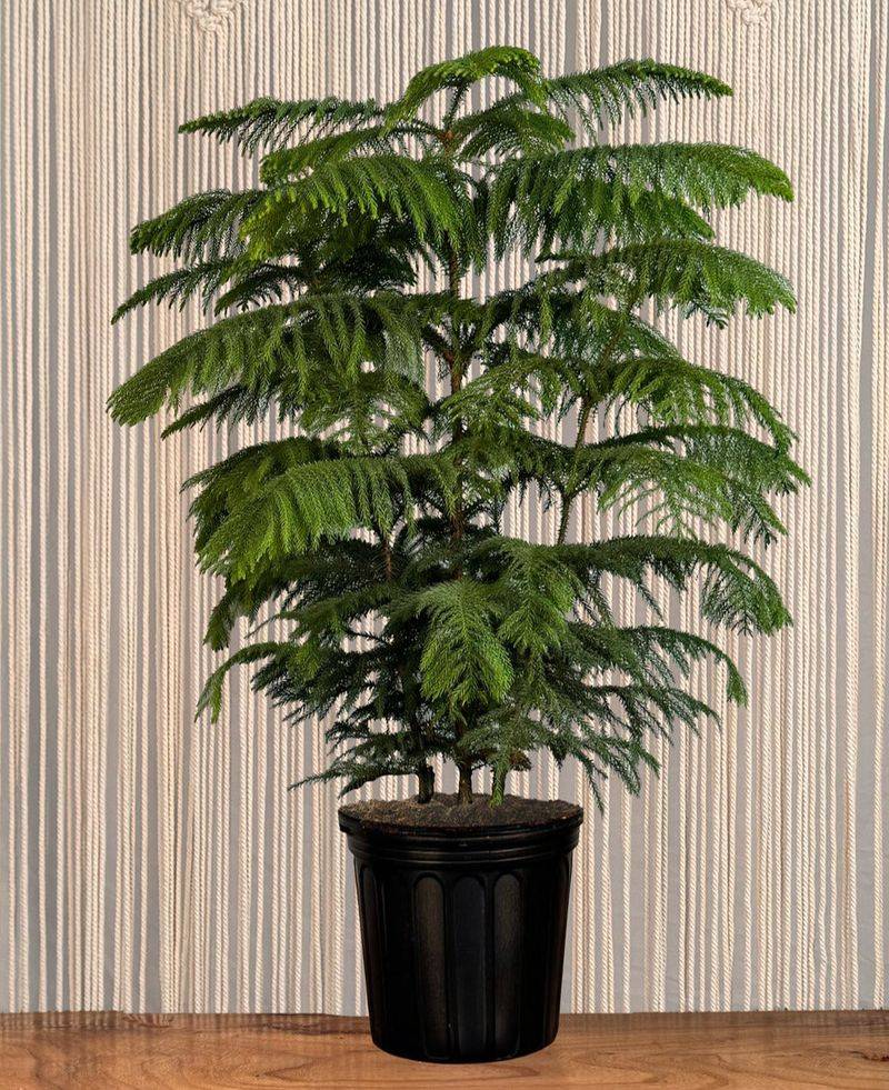 Norfolk Island Pine