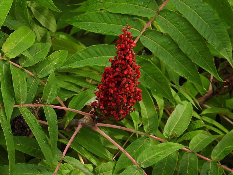 North Carolina: Devil's Walking Stick