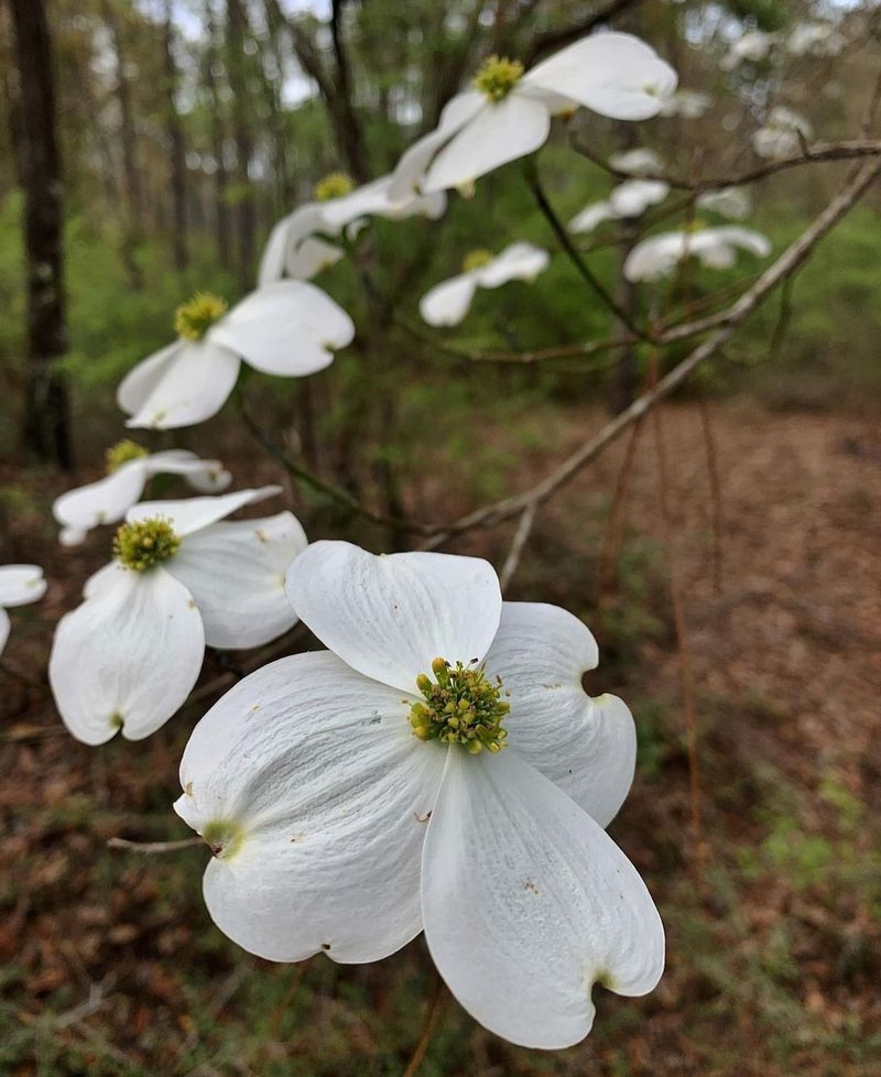 North Carolina: Dogwood