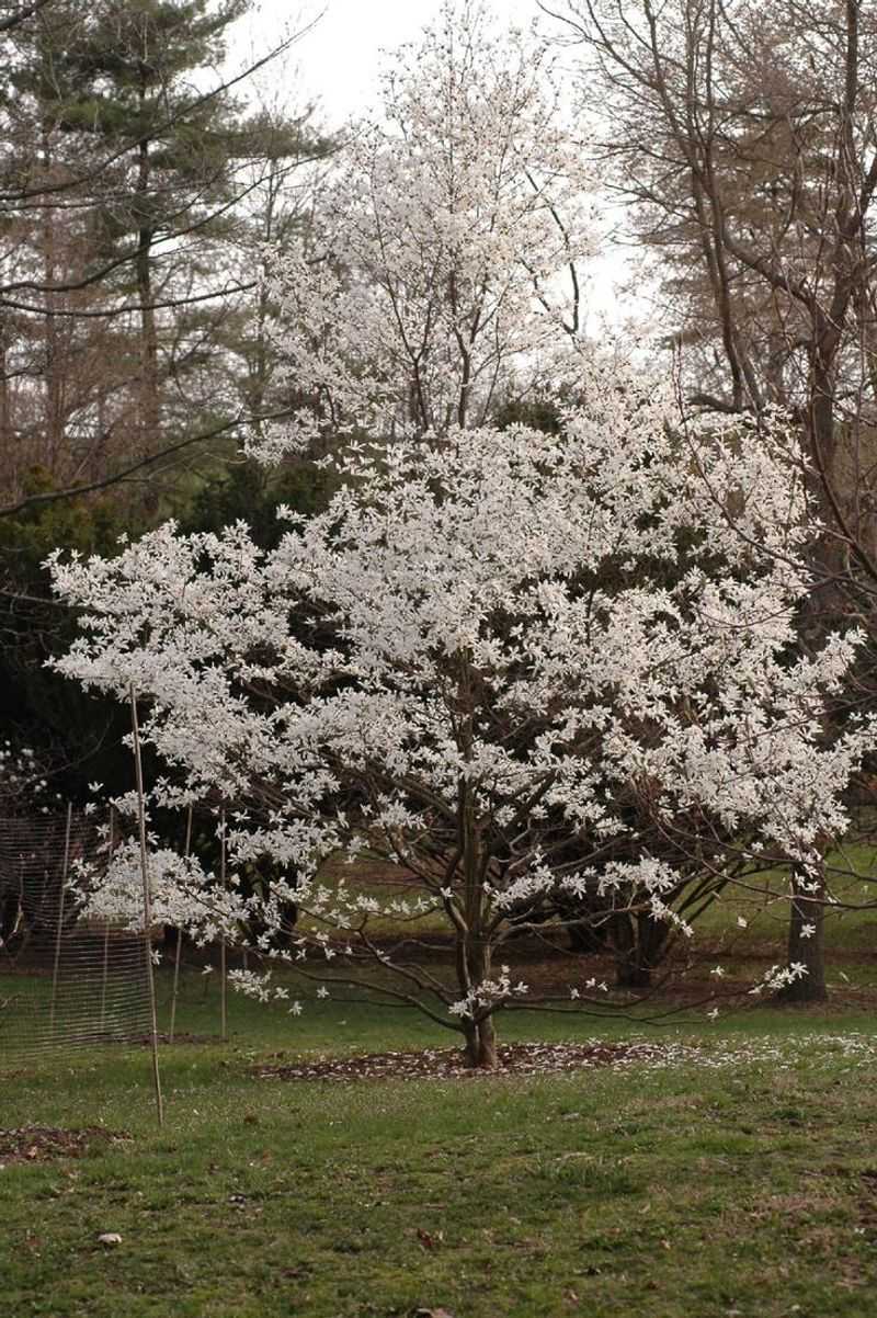 North Carolina - Dogwood