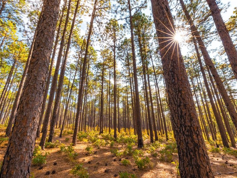 North Carolina: Longleaf Pine